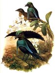 superb bird-of-paradise (Lophorina superba)