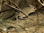 small five-toed jerboa (Allactaga elater)