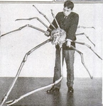 Japanese spider crab (Macrocheira kaempferi)