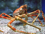 Japanese spider crab (Macrocheira kaempferi)