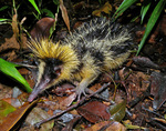 lowland streaked tenrec (Hemicentetes semispinosus)