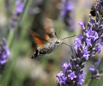 hummingbird hawk-moth (Macroglossum stellatarum)