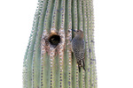 Gila woodpecker (Melanerpes uropygialis)