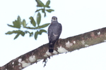 double-toothed kite (Harpagus bidentatus)