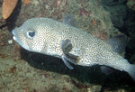spot-fin porcupinefish, spotted porcupinefish (Diodon hystrix)