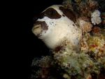 Arothron diadematus, Masked puffer