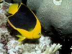 rock beauty, Holacanthus tricolor