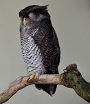 barred eagle-owl, Malay eagle-owl (Bubo sumatranus)
