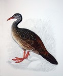 African finfoot (Podica senegalensis)