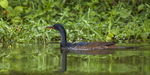 African finfoot (Podica senegalensis)