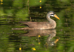 masked finfoot, Asian finfoot (Heliopais personatus)