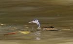 sungrebe, American finfoot (Heliornis fulica)