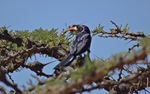 Abyssinian scimitarbill (Rhinopomastus minor)