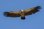 African white-backed vulture (Gyps africanus)