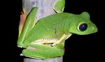 Malabar gliding frog, Malabar flying frog (Rhacophorus malabaricus)