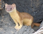 long-tailed weasel, bridled weasel (Mustela frenata)