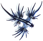 Glaucus atlanticus (blue dragon, blue sea slug)