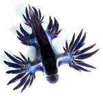 Glaucus marginatus (blue sea slug)