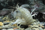 Oratosquilla oratoria (mantis shrimp)