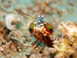 Odontodactylus scyllarus (peacock mantis shrimp)