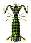 Lysiosquillina maculata (zebra mantis shrimp, striped mantis shrimp)