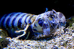 Lysiosquillina maculata (zebra mantis shrimp, striped mantis shrimp)