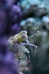 Pseudosquilla ciliata (common mantis shrimp)