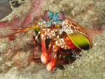 Odontodactylus scyllarus (peacock mantis shrimp)