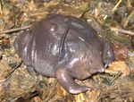 Indian purple frog, pignose frog (Nasikabatrachus sahyadrensis)