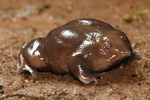 Indian purple frog, pignose frog (Nasikabatrachus sahyadrensis)