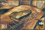 Gardiner's frog (Sechellophryne gardineri)