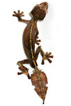 Uroplatus phantasticus (Baweng satanic leaf gecko, Satanic leaf-tailed gecko)