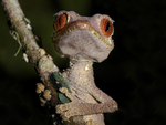 Uroplatus phantasticus (Baweng satanic leaf gecko, Satanic leaf-tailed gecko)