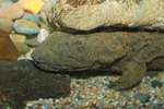 hellbender salamander (Cryptobranchus alleganiensis)