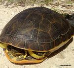 chicken turtle (Deirochelys reticularia)