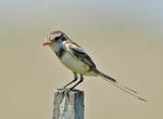 strange-tailed tyrant (Alectrurus risora)