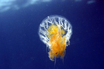 Phacellophora camtschatica (fried egg jellyfish, egg-yolk jellyfish)