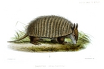 screaming hairy armadillo (Chaetophractus vellerosus)