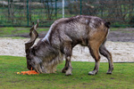 markhor (Capra falconeri)