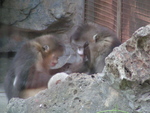 black snub-nosed monkey (Rhinopithecus bieti)