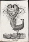 superb lyrebird (Menura novaehollandiae)