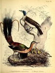 Noisy friarbird (Philemon corniculatus), Albert's lyrebird (Menura alberti)