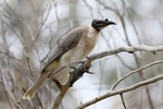 noisy friarbird (Philemon corniculatus)