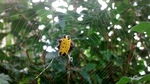 Gasteracantha cancriformis (spinybacked orbweaver spider)