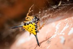 Gasteracantha hasselti (Hasselt's spiny spider)