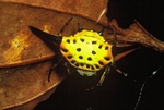 Gasteracantha remifera (spiny orb-weaver spider)