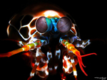 Odontodactylus scyllarus (peacock mantis shrimp)