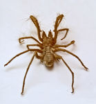 Galeodes arabs (Egyptian giant solpugid, camel spider)