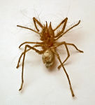 Galeodes blanchardi (camel spider)