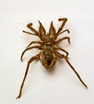 Zeria loveridgei (camel spider)